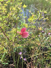 Macroptilium lathyroides