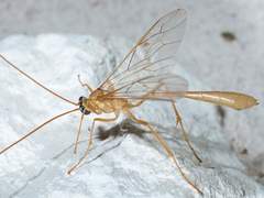 Enicospilus guatemalensis