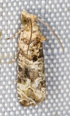 Lobesia xylistis