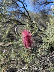 Grevillea paradoxa