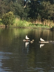 Chroicocephalus novaehollandiae