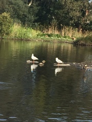 Chroicocephalus novaehollandiae