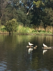 Chroicocephalus novaehollandiae