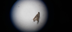 Pyralidae
