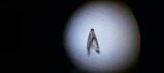 Pyralidae