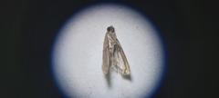 Pyralidae