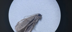 Pyralidae