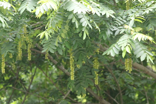 Large-winged Wingnut (Pterocarya macroptera)
