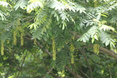 Pterocarya macroptera