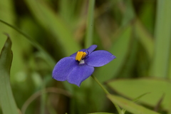 Exacum pumilum
