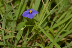 Exacum pumilum