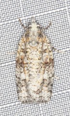 Acropolitis canana