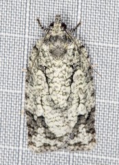Acropolitis canana