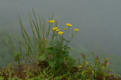 Senecio bombayensis