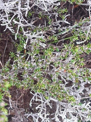 Cliffortia ericifolia