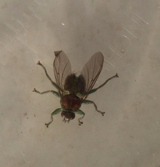 Ornithomya avicularia