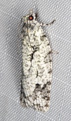 Acropolitis canana