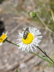 Acmaeodera decipiens
