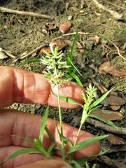 Eragrostis reptans