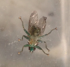 Ornithomya avicularia