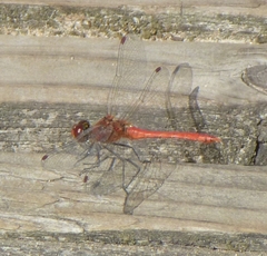 Sympetrum sanguineum