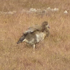 Alopochen aegyptiaca