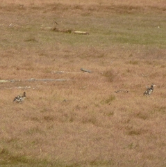 Alopochen aegyptiaca