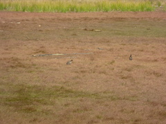 Alopochen aegyptiaca