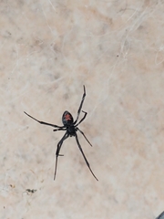 Latrodectus mactans