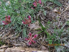 Astragalus monspessulanus