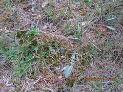 Leuzea conifera