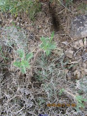 Astragalus granatensis