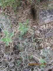 Astragalus granatensis