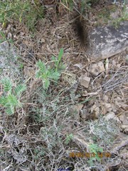 Astragalus granatensis