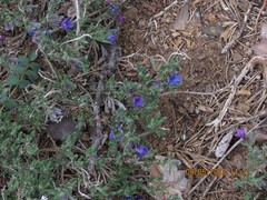 Lithodora fruticosa