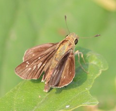 Pelopidas conjuncta