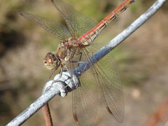 Sympetrum striolatum