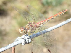 Sympetrum striolatum