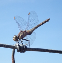 Sympetrum striolatum