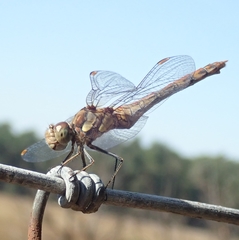Sympetrum striolatum