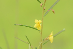 Chamaecrista mimosoides