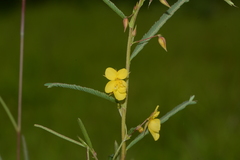 Chamaecrista mimosoides