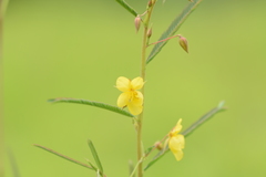 Chamaecrista mimosoides