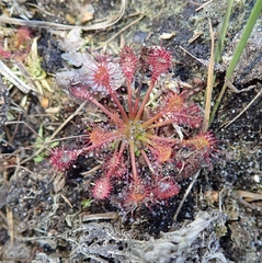 Drosera intermedia