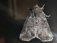 Bryophilinae