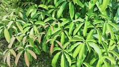 Alstonia