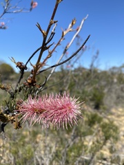 Grevillea paradoxa