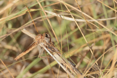 Scleropogon
