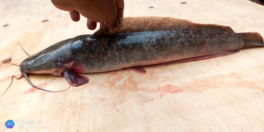 Sharptooth Catfish from Nagero, Democratic Republic of the Congo on ...