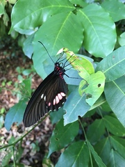 Parides erithalion polyzelus
